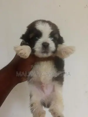Shih Tzu Puppy