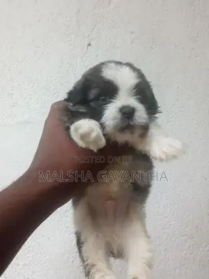 Shih Tzu Puppy