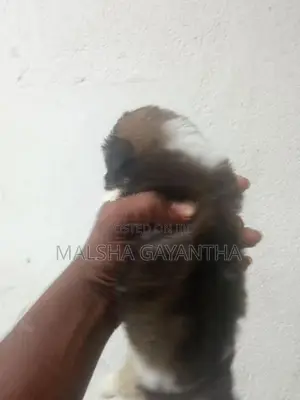 Shih Tzu Puppy