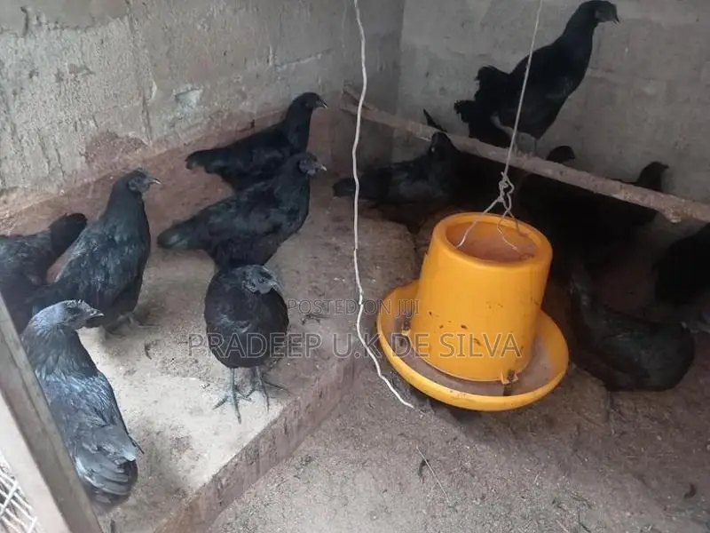 කුකුලන්