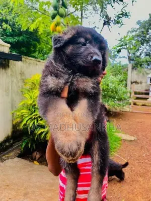 Germanshephad Lone Cort Mele Pappy