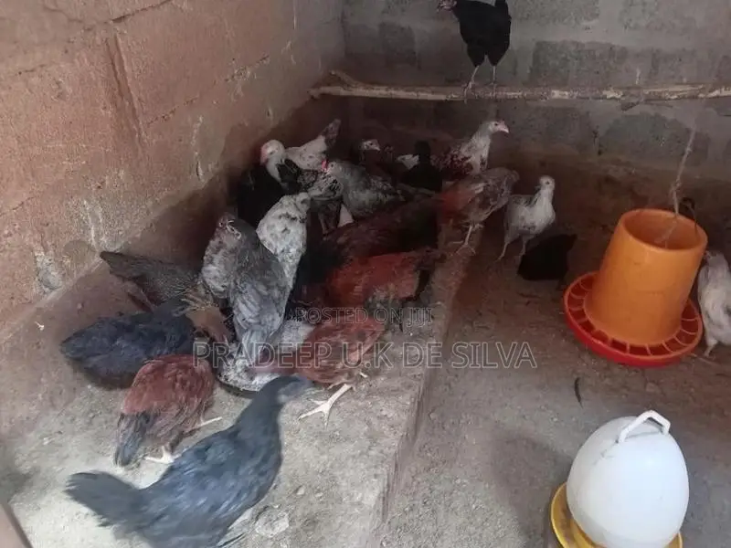 කුකුලන්