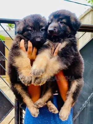 Germanshephad Lone Cort Mele Pappy
