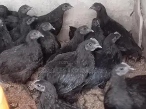 කුකුලන්
