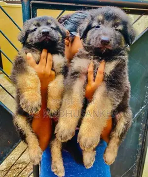 Germanshephad Lone Cort Mele Pappy