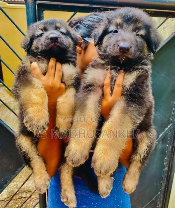 Germanshephad Lone Cort Mele Pappy