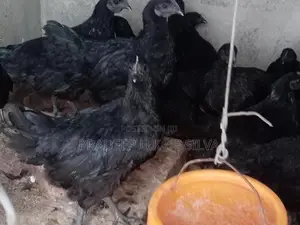 කුකුලන්