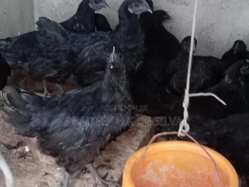 කුකුලන්