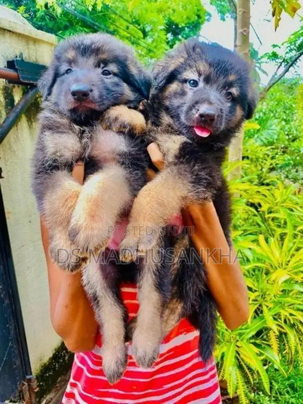 Germanshephad Lone Cort Mele Pappy