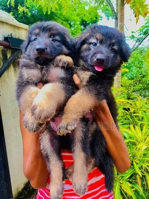 Germanshephad Lone Cort Mele Pappy
