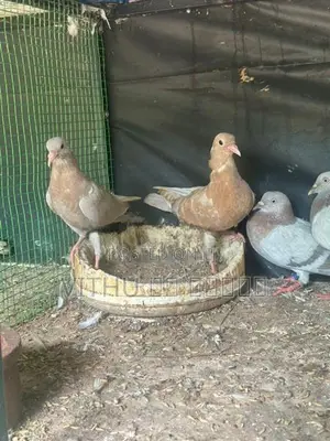 Pigeon
