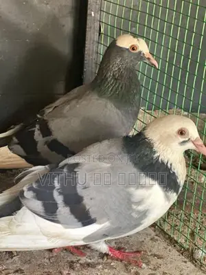 Pigeon