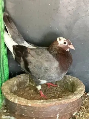 Pigeon