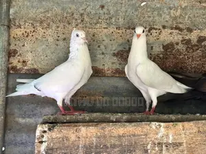 Pigeon