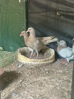 Pigeon