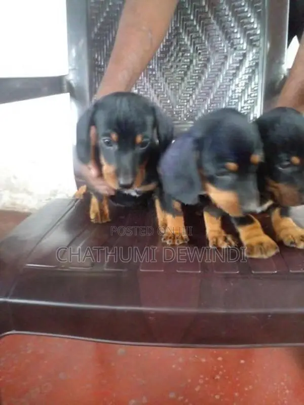 Dachshund Puppies