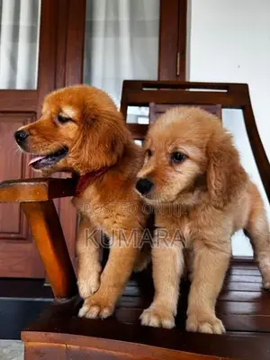 Golden Retriever puppies