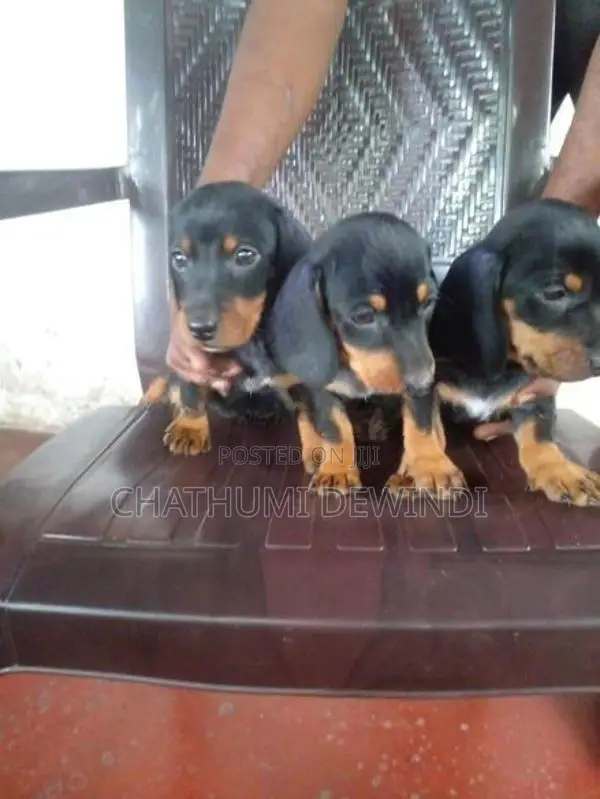 Dachshund Puppies