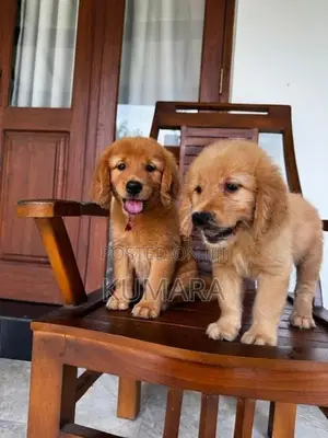 Golden Retriever puppies