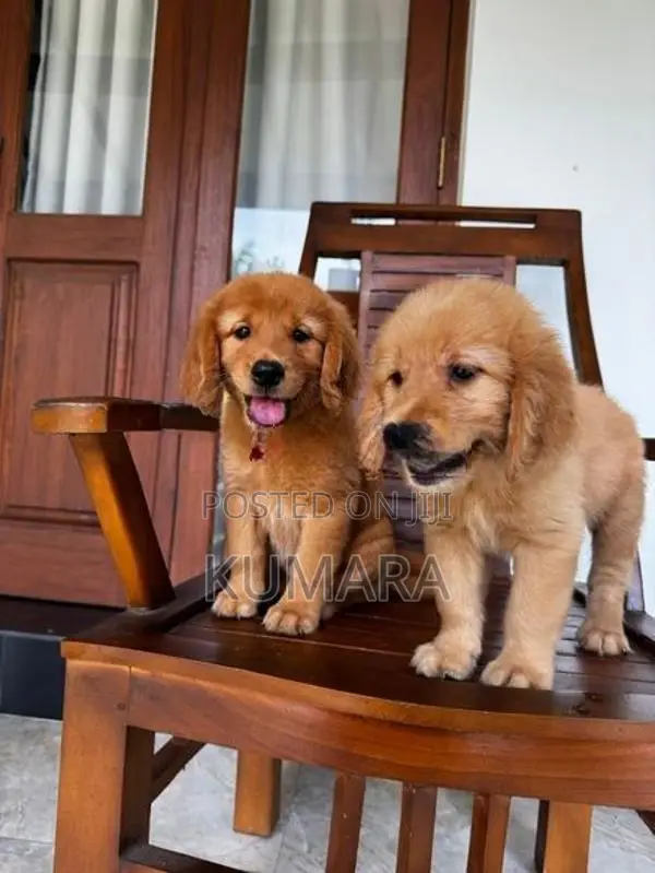 Golden Retriever puppies