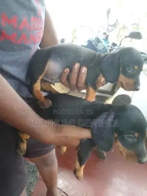 Dachshund Puppies