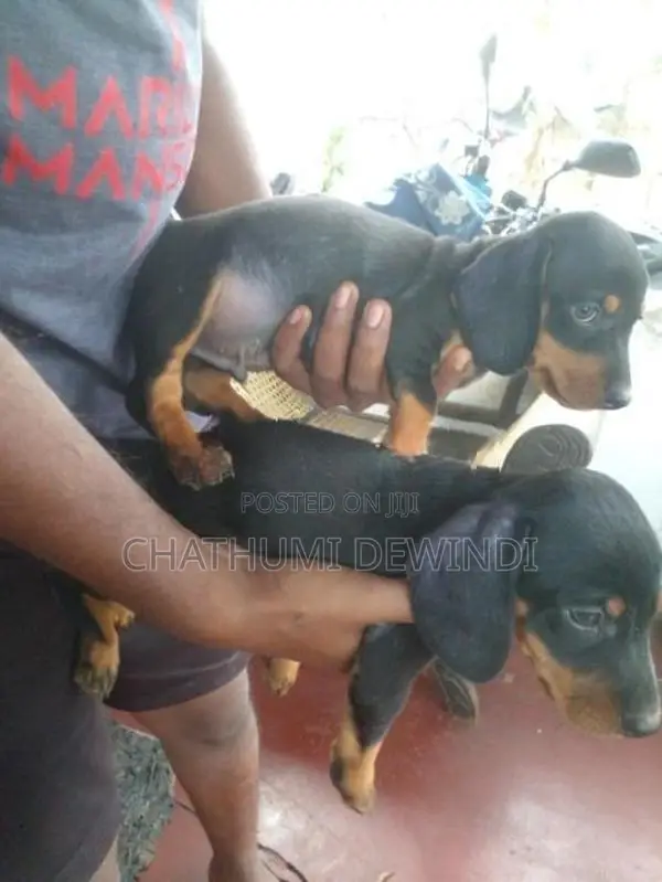 Dachshund Puppies