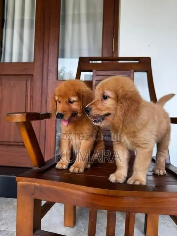 Golden Retriever puppies