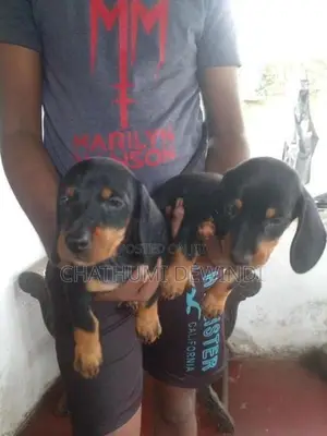 Dachshund Puppies