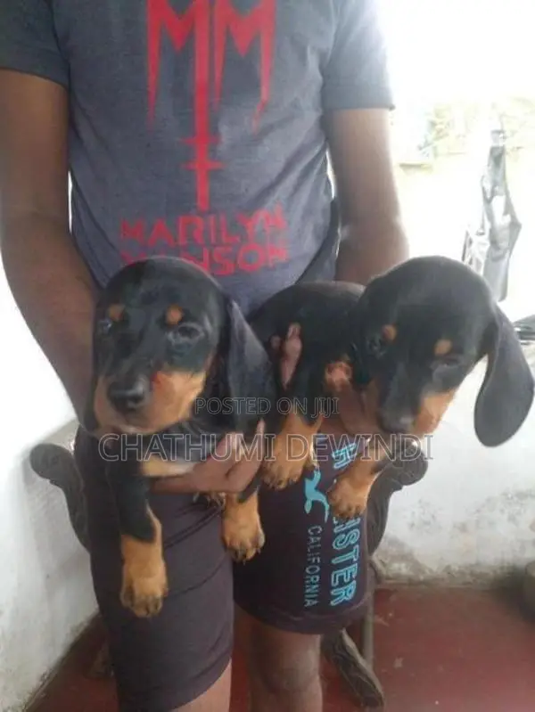 Dachshund Puppies