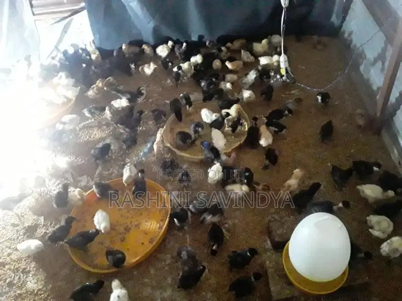 ගම් කුකුලු පැටවු