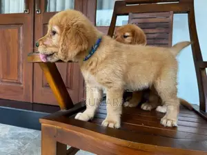 Golden Retriever puppies