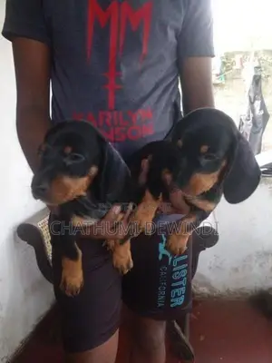 Dachshund Puppies