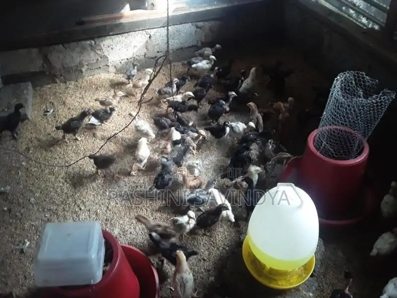 ගම් කුකුලු පැටවු