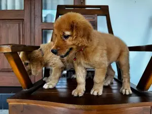 Golden Retriever puppies
