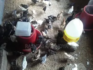 ගම් කුකුලු පැටවු
