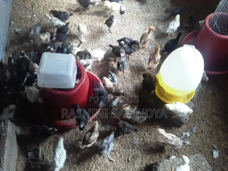 ගම් කුකුලු පැටවු