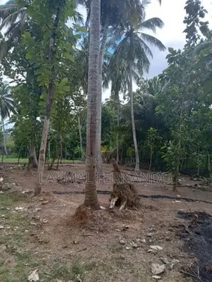 Land for Sale Waikkala