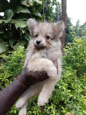 Lion Pomeranian Puppies