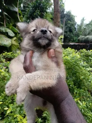 Lion Pomeranian Puppies