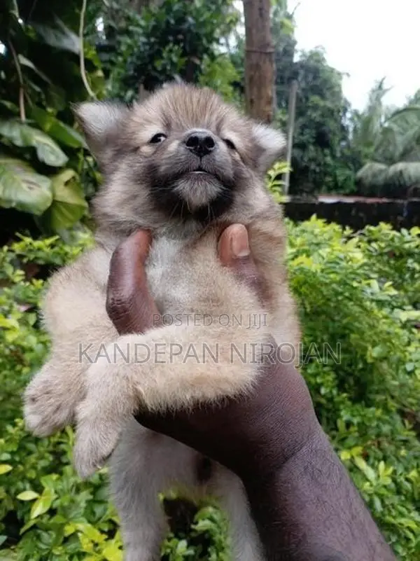 Lion Pomeranian Puppies