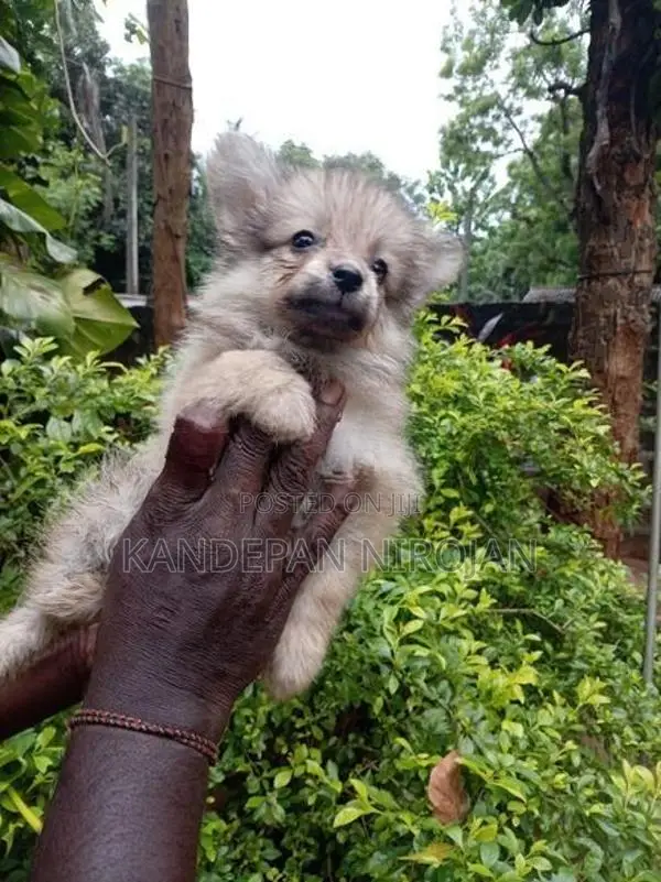 Lion Pomeranian Puppies