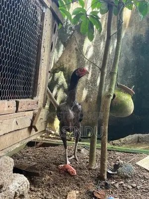 Brahma Kukulan