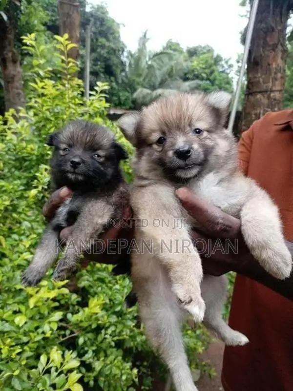 Lion Pomeranian Puppies