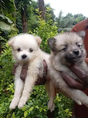 Lion Pomeranian Puppies