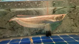 Red Eye Albino Arowana