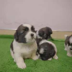 Pure Breed Shih Tzu Puppies