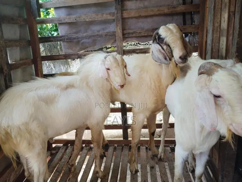 Farm Goat