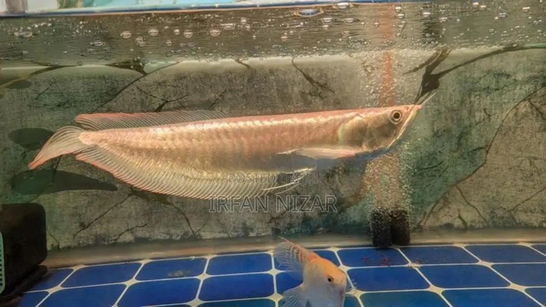 Red Eye Albino Arowana