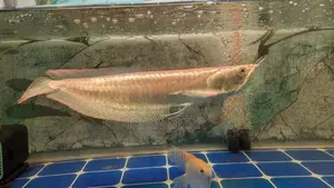 Red Eye Albino Arowana