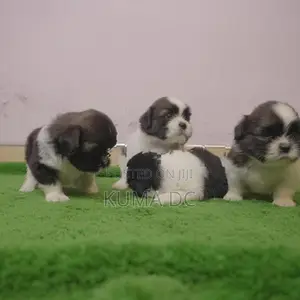 Pure Breed Shih Tzu Puppies